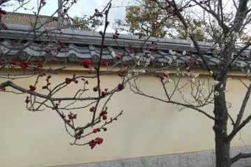<p>The plum trees start to flower</p>