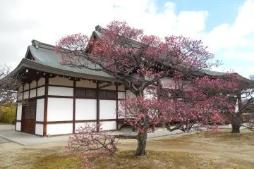 <p>The first plum blossom of the year</p>