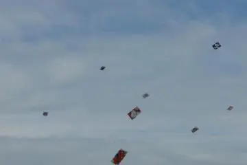 Kites flying in the sky (Photo: N.Skoulding)