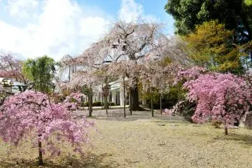 <p>Un cerisier pleureur agr&eacute;mente le site, juste derri&egrave;re lui se trouve la for&ecirc;t de bambous du temple Kodaiji</p>