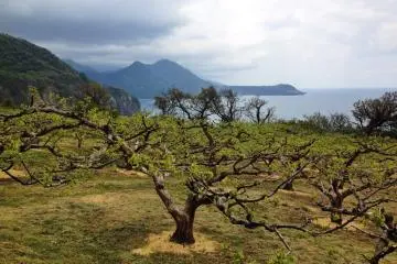 <p>An orchard of persimmon trees on the cliffs above Iwayaguchi, as a storm brews in the distance. The weather can change quickly here.</p>