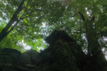 Gallery image