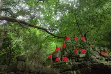 <p>The Buddha Stone is a cluster of Buddhist statues</p>
