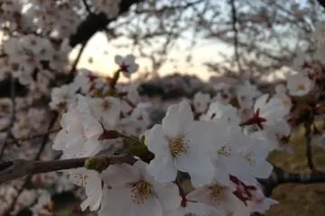 There is no lack of beauty in this little park