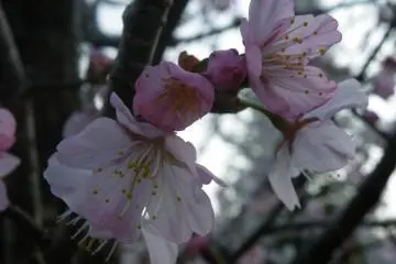 It's lovely to see the buds next to the opened flowers