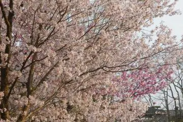 Each of the branches are just laden with flowers
