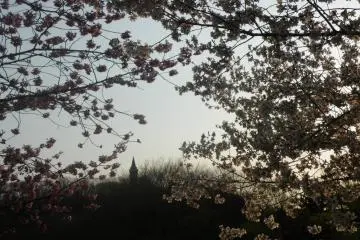 One of my favorite views is the tower amidst the flowers