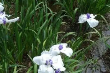 Close of up iris