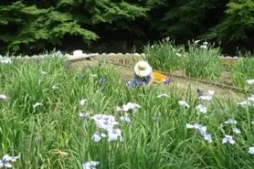 Lady working in the Iris garden