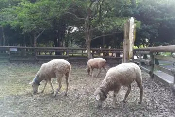 Midori, Izumi and Daichi