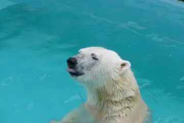 Polar bear loves the fish! (Photo: N.Skoulding)