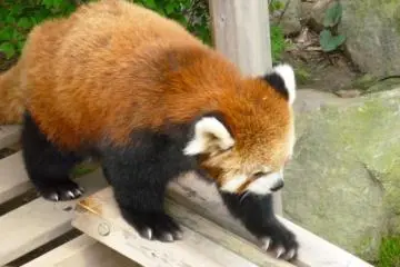 Red panda checks out the see-saw (Photo: N.Skoulding)