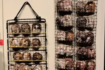 <p>Pocket panel nets loaded with oysters</p>