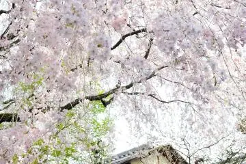 <p>Cherry boughs cascading over the rooftop</p>