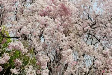 <p>At night, you can't tell the difference in colors, but under the bright sunshine in daytime the pink color of the blossoms becomes highlighted and clear.</p>