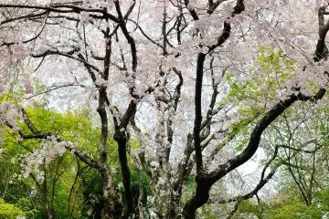 <p>Enchanting weeping cherry tree</p>