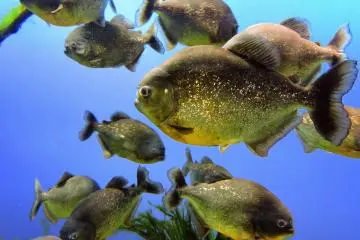 <p>The piranha have scales of gold... who knew!</p>