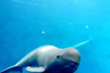 <p>Finless porpoise</p>
