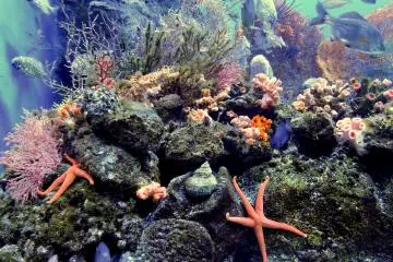<p>Underwater world teeming with life! &nbsp;</p>