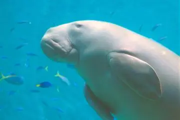 Dugong (Photo: Toba Aquarium)