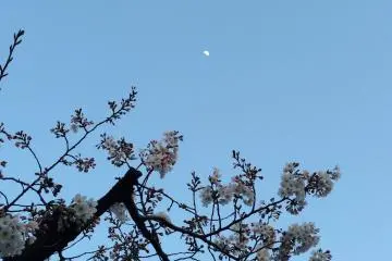 <p>A couple of days more and all of them will be in full&nbsp;bloom under the full moon :)</p>