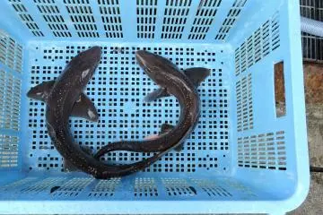 Two small sharks at the fish market
