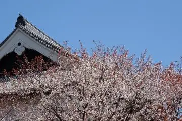<p>ดอกซากุระที่ปราสาทคุมะโมะโตะ</p>
