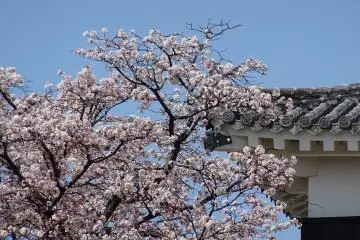 <p>ดอกซากุระกับฟ้าใส</p>