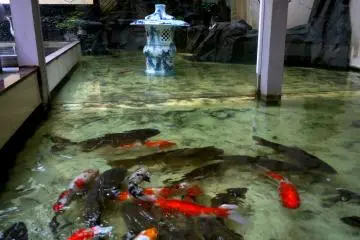 <p>Carp in the pond</p>