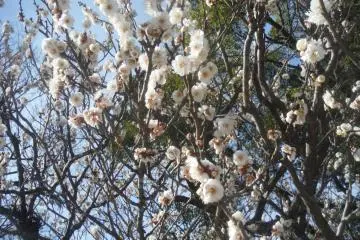 <p>ดอกบ๊วยสีขาว</p>