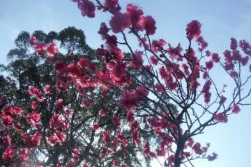 <p>ดอกบ๊วยสีชมพู</p>