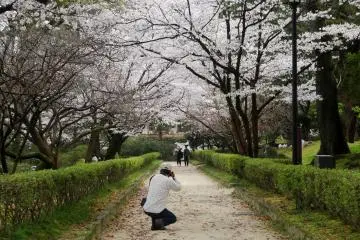<p>อุโมงค์ซากุระนอกกำแพงปราสาท</p>