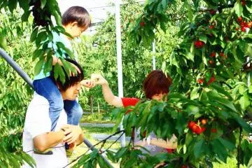<p>ยะมะกะตะ (Yamagata) เป็นที่รู้จักกันทั่วญี่ปุ่นในเรื่องผลไม้ โดยเฉพาะอย่างยิ่งเชอร์รี่หวานฉ่ำ ตั้งแต่กลางเดือนมิถุนายน คุณสามารถแวะชมสวนผลไม้ในพื้นที่นี้ สามารถเก็บ (และแน่นอนกิน) เชอร์รี่ด้วยตัวคุณเอง</p>