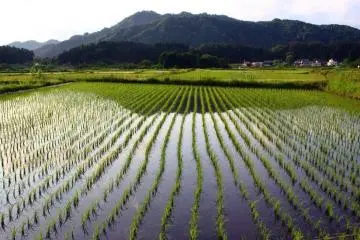 <p>สีเขียวสดใสต้นข้าวอ่อนโผล่ออกมาจากน้ำ</p>