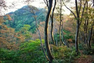 <p>เมื่อใกล้เวลาฤดูใบไม้ร่วง ต้นไม้บนภูเขาเริ่มเปลี่ยนสี มีทั้งสีเขียวและสีแดง</p>