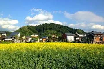 <p>สีฟ้า สีเหลือง และสีเขียว สีสันที่สดใสของเมืองคะเนะยะมะ (Kaneyama) ในเดือนพฤษภาคม</p>