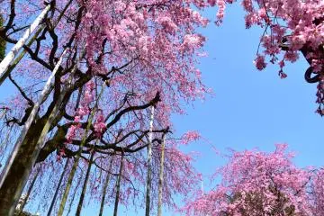 ต้นซากุระพันธ์ห้อยระย้านี้มีเสาค้ำอยู่มากมาย