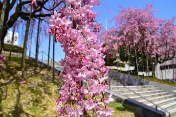 กิ่งซากุระที่จุเต็มด้วยดอกไม้สีชมพู