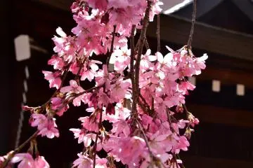 สุดสวยท่ามกลางแสงแดดของฤดูใบไม้ผลิ