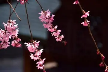 ดอกไม้สีชมพูสุดสวยท่ามกลางฉากหลังสีดำ