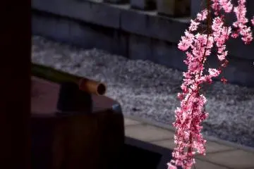 กิ่งซากุระกับอ่างน้ำ