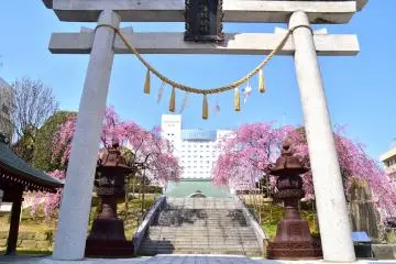 ประตูโทริ เชือกศักดิ์สิทธ์ และต้นซากุระ ที่ศาลเจ้าสะเคะเอะโนะ ยะชิโระในฟุคุอิ 