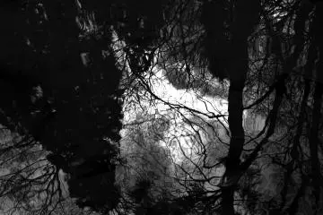 <p>Shadow of trees reflected on the pond in black and white</p>