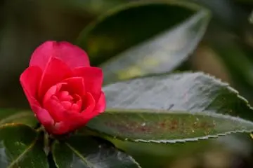 <p>Camellia in the garden</p>