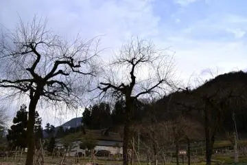 <p>Dark weeping willow trees under the sad blue sky</p>