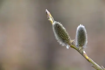 <p>Pussy willow on a cloudy day</p>