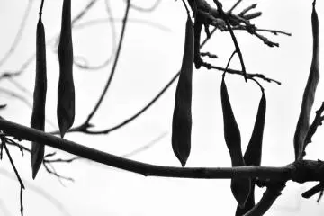 <p>Fruits dangling from a wisteria arbor in black and white</p>