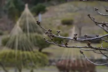 <p>Cherry blossom buds waiting to bloom soon</p>