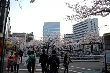 <p>캐나다에선 보지 못했던 벚꽃이 활짝 피어서, 날씨가 흐려도 그냥 신났어요.</p>