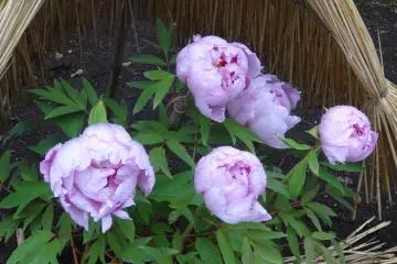 <p>สีม่วงอ่อนสวยหวาน</p>